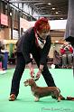 Crufts2011_2 1564